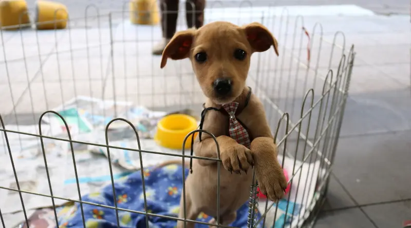Clínica faz feira de adoção natalina com quase 30 cãezinhos; veja os bichinhos disponíveis