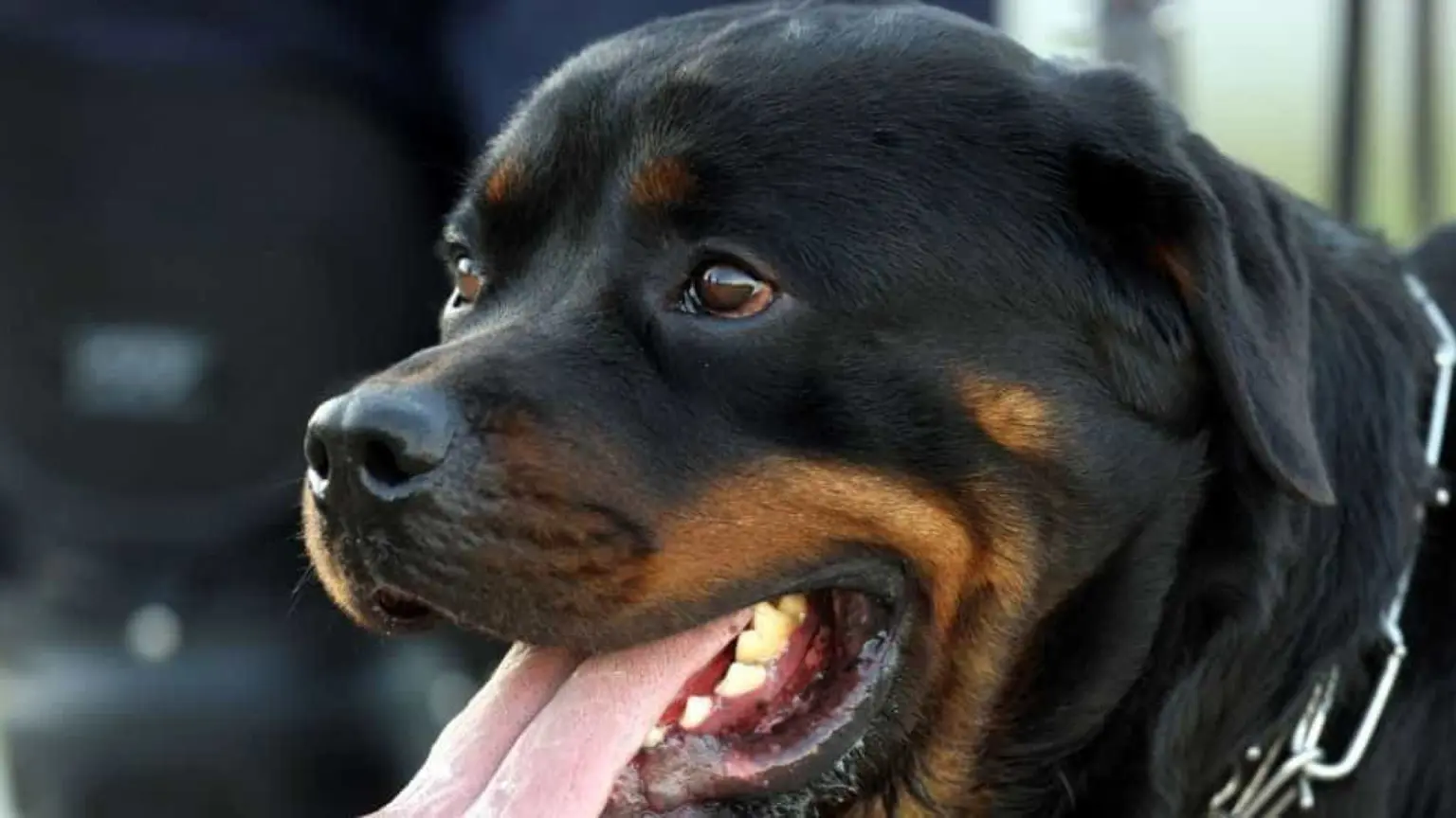 Cão rottweiler escapa de coleira e ataca adolescente na rua