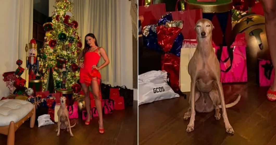 Cachorro de Anitta vira meme ao posar para foto de Natal; veja