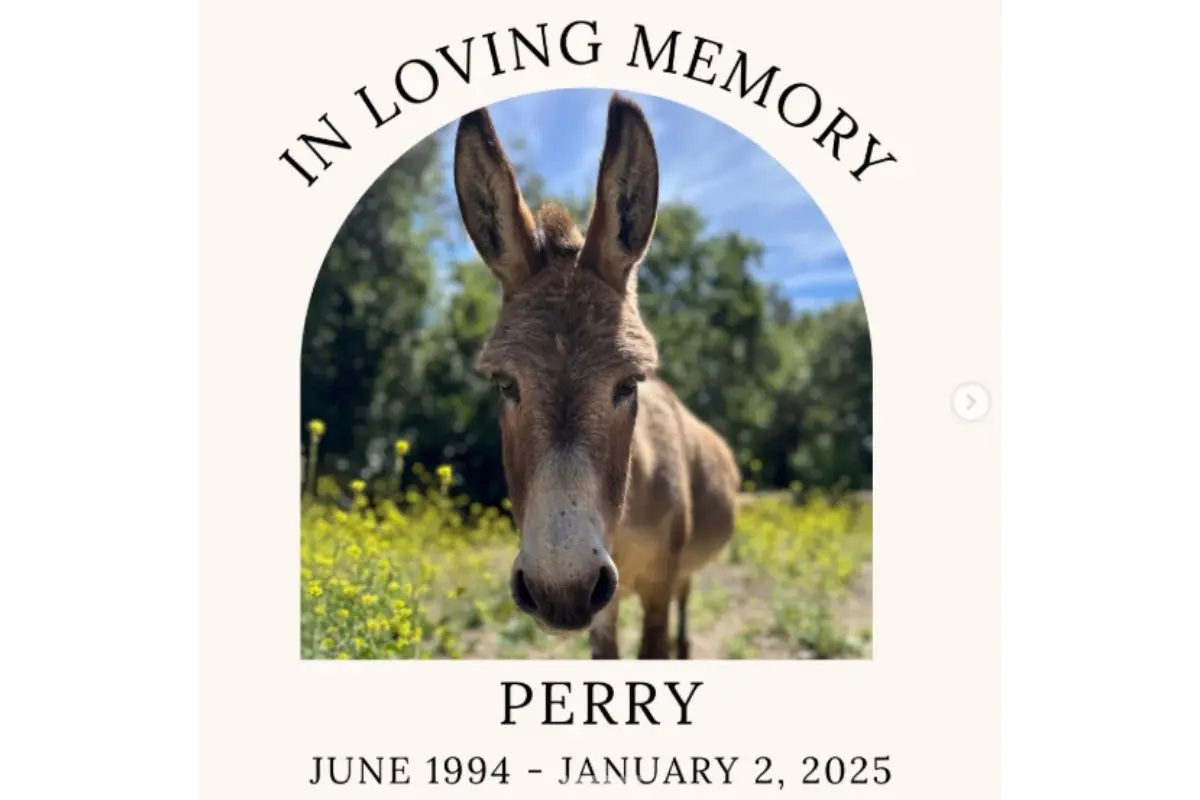 Morre, aos 30 anos, o burro Perry, que inspirou personagem de Shrek