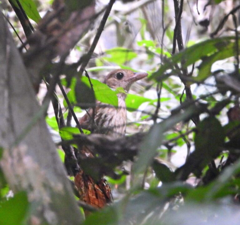 ‘Fantasma da Amazônia’: ave rara é fotografada pela primeira vez na história no Parque Estadual Chandless