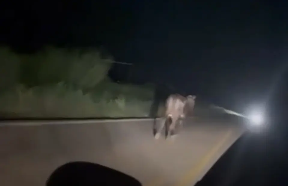 Vaca andando na pista é atropelada por carro e quase causa tragedia em Capixaba