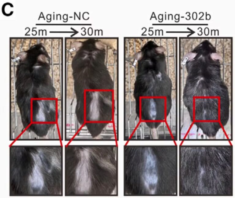 Pesquisadores conseguem reverter envelhecimento em ratos