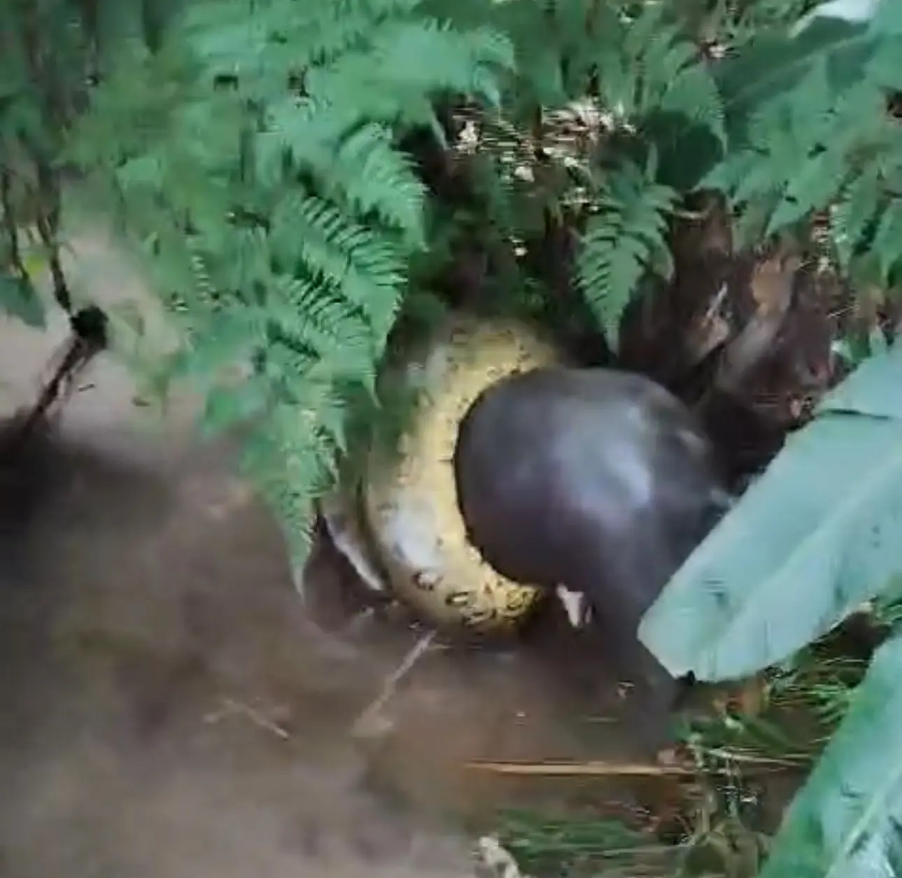 Cobra sucuri gigante é flagrada matando um porco do mato em um igarapé, no meio da mata