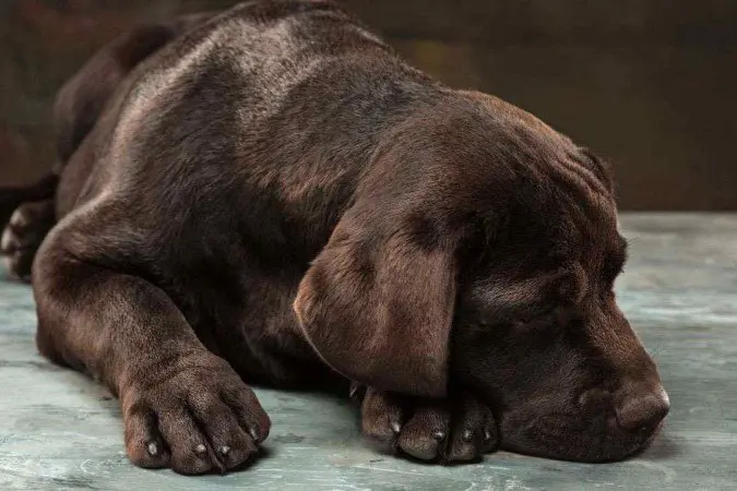 Rapaz mata cachorro depois de briga por causa de fofoca