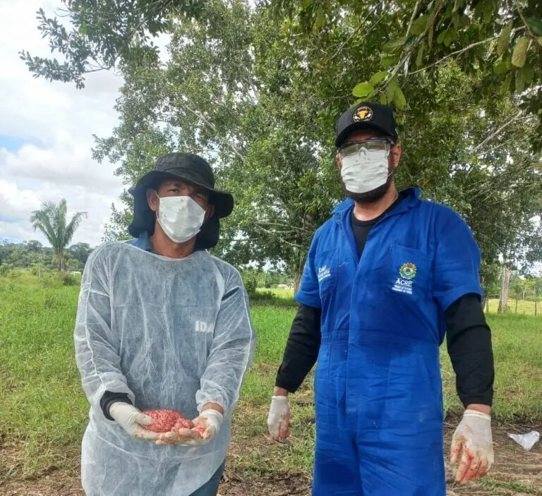 Idaf Investiga possível caso de raiva de herbívoros em zona rural no interior do Acre