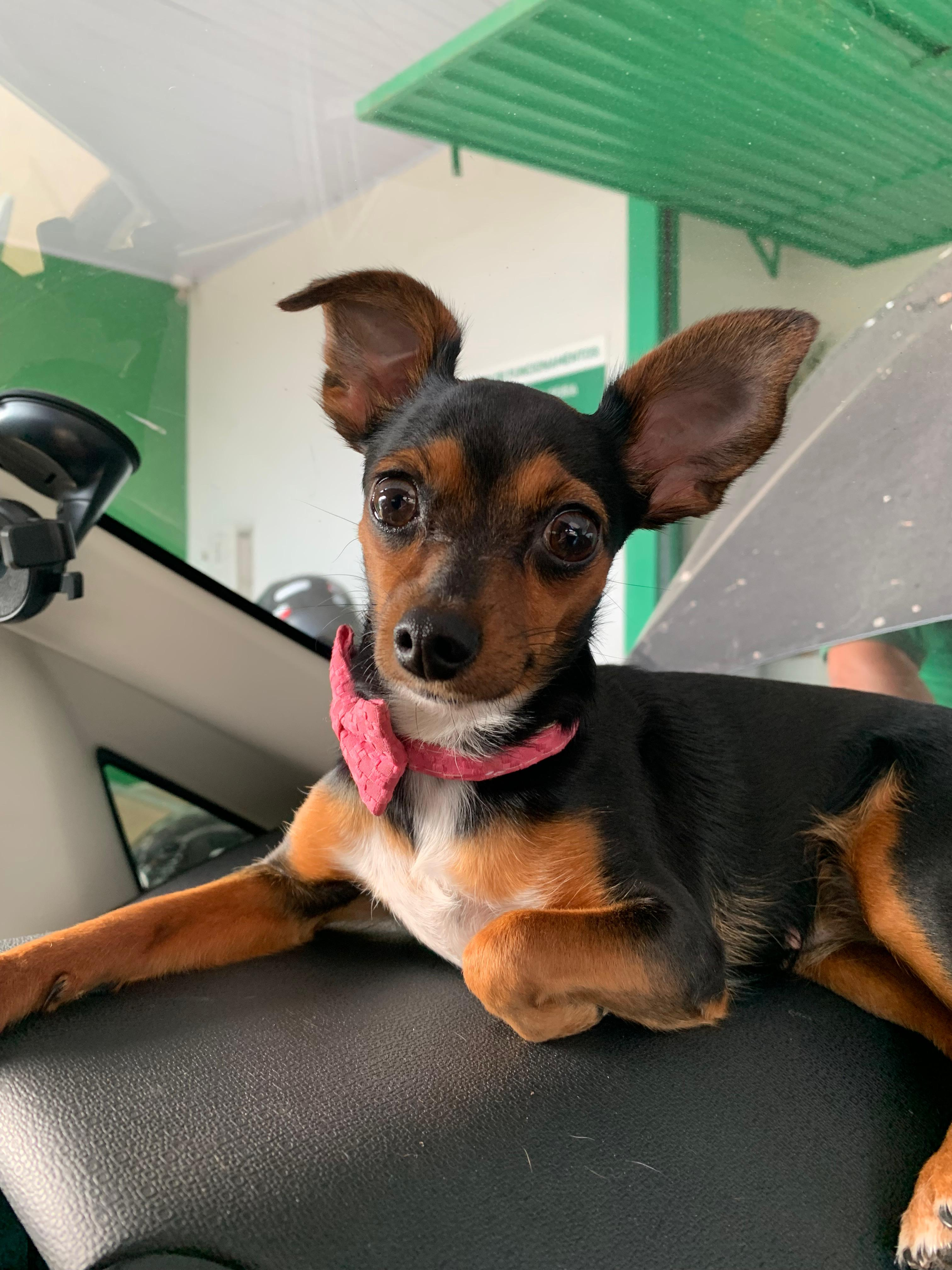 Cachorrinha some durante o Ano Novo e tutor faz apelo: “Estamos desesperados”