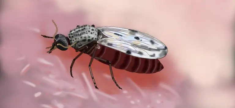 Ministério da Saúde faz 1ª ilustração do mosquito que transmite Oropouche; Acre tem centenas de casos
