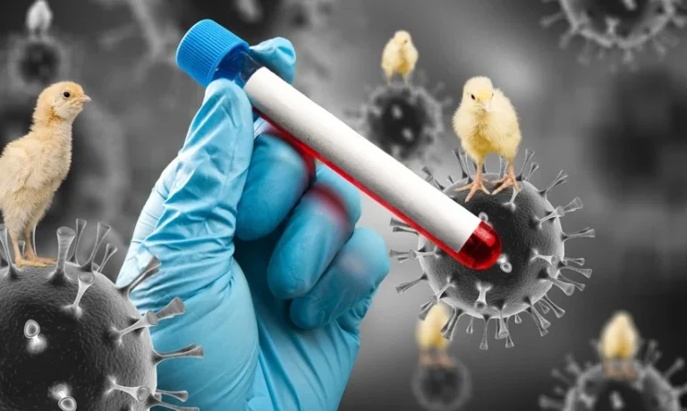 EUA registram primeira morte humana por gripe aviária H5N1