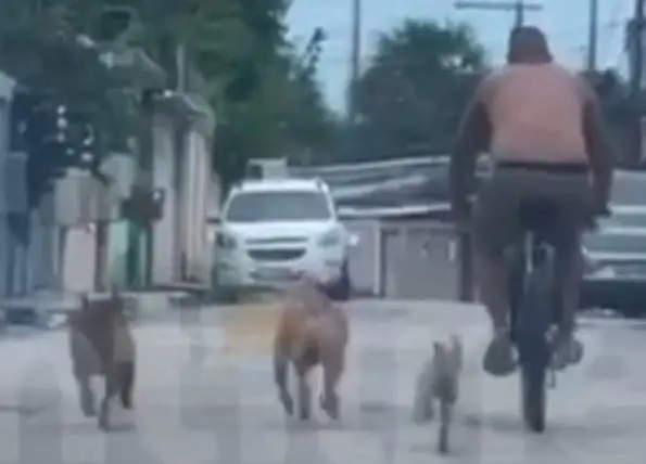 Pitbulls soltos nas ruas do Tucumã aterrorizam moradores: “Passeiam com o dono sem coleiras”