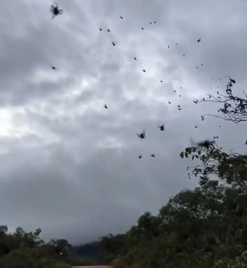 ‘Chuva de aranhas’ assusta moradores; veja cena inusitada