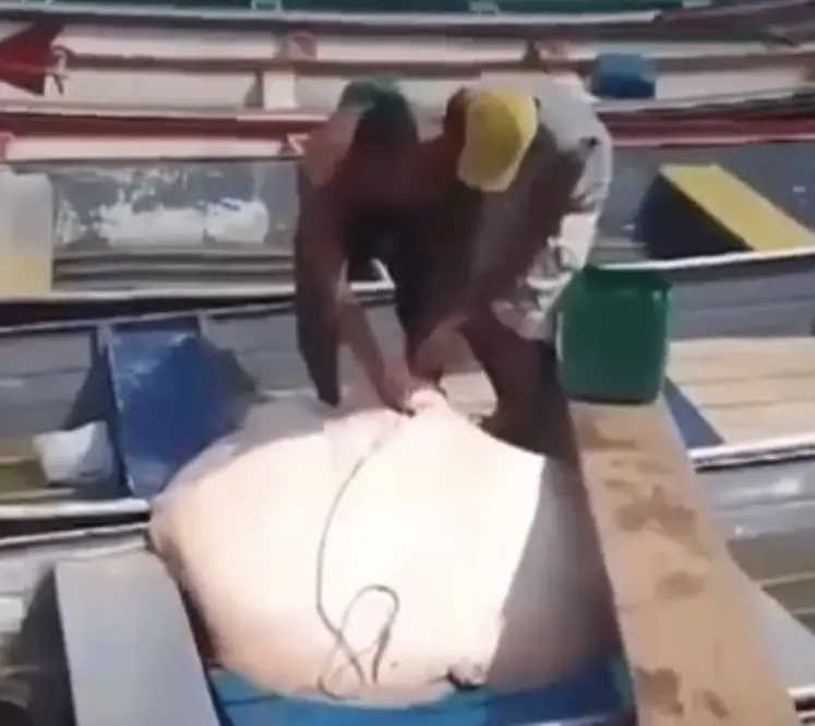 Veja o momento que pescadores capturam arraia gigante no Rio Juruá: “Só encontra aqui”