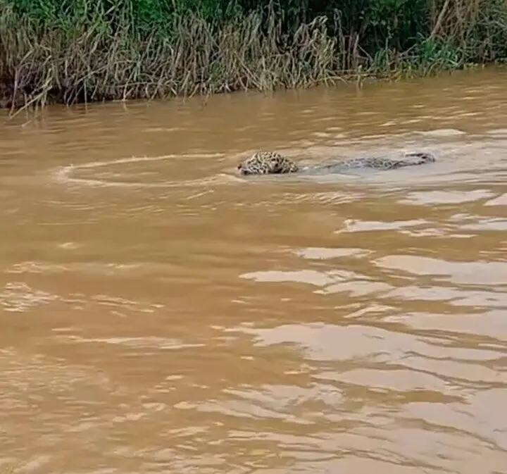 Onça pintada surge atravessando rio Juruá e assusta pescadores