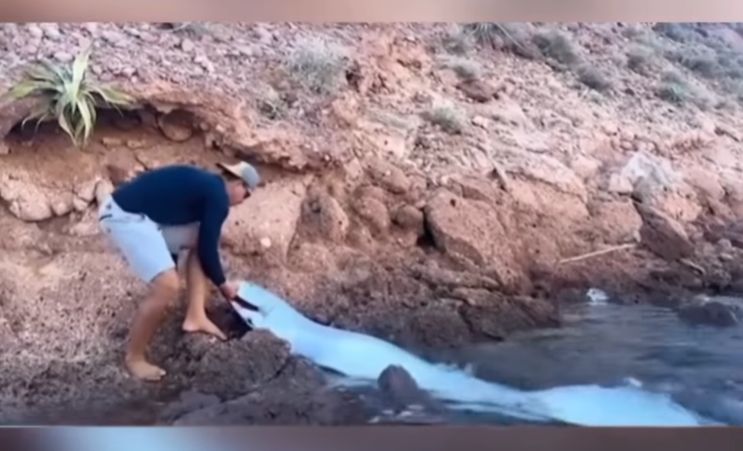 Peixe-remo que “prevê desastres” naturais aparece em praia do Brasil: ele é conhecido como ‘anunciador de tragédias’
