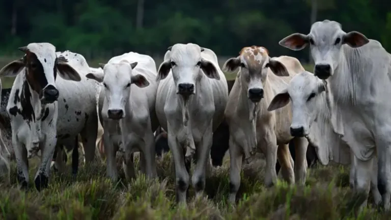 O que é o ‘RG do boi’ e por que ele é importante para a Amazônia e o seu bife
