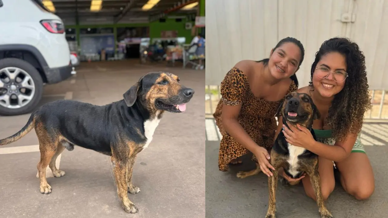 Após ser resgatado, cãozinho ‘Sr. Smart’ ganha novo lar, família e um nome; veja