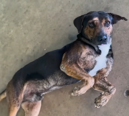Em Rio Branco, cachorrinho conhecido como ‘Sr. Smart’ busca adoção e carinho de uma nova família