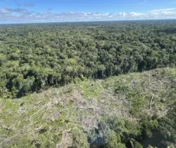 Acre registra queda de quase 30% no desmatamento, aponta Imazon