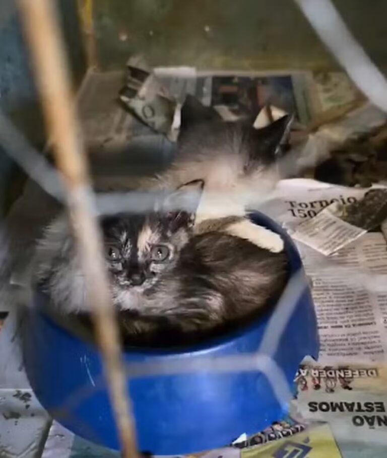 ‘Cenário devastador’: delegado fala sobre operação de resgate de 125 animais, vítimas de maus tratos