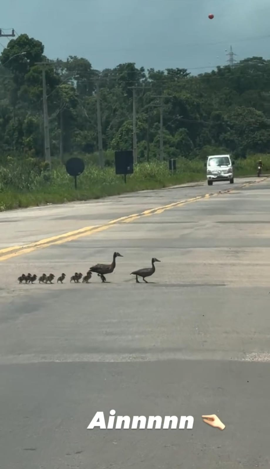 Flagra inusitado! Cantora registra família de patinhos atravessando rodovia movimentada