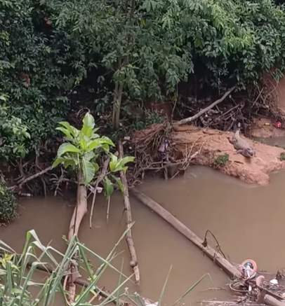 Jacarés são flagrados em área urbana do Acre e chamam atenção na internet; veja vídeo