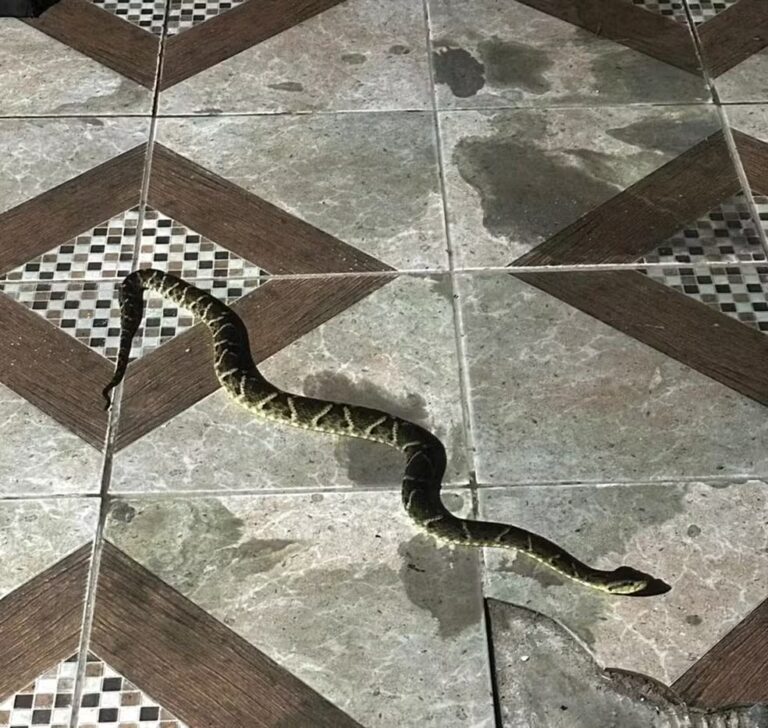 Serpente venenosa faz ‘visita inesperada’ em residência de Porto Velho