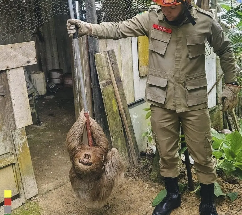 Bombeiros resgatam bicho-preguiça que estava agarrado em tronco de árvore no interior do Acre