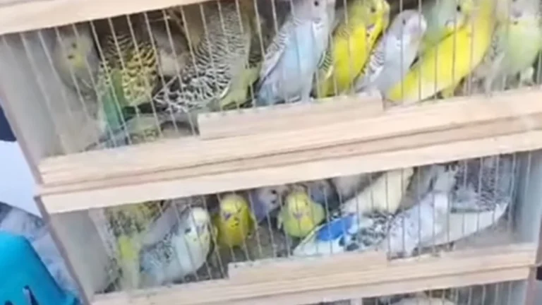 Mulher é presa na região da 44 ao tentar levar 300 pássaros em condições precárias para Cuiabá