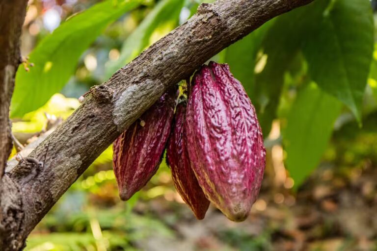 Concurso Nacional de Cacau acontece em Rondônia pela primeira vez