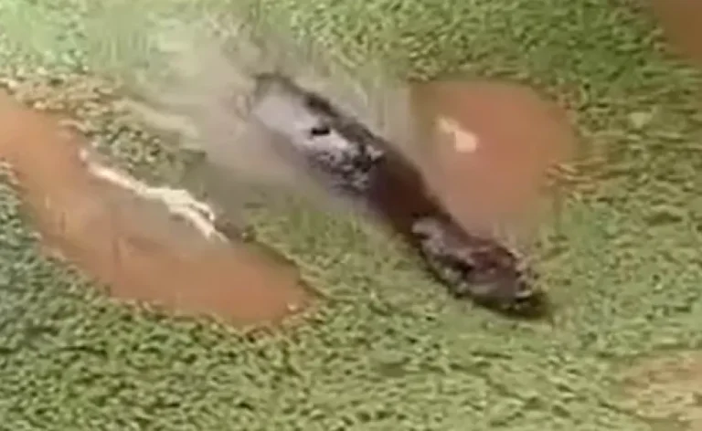 Após morte de capivara, Saerb diz que qualidade da água em Rio Branco ‘não está comprometida’