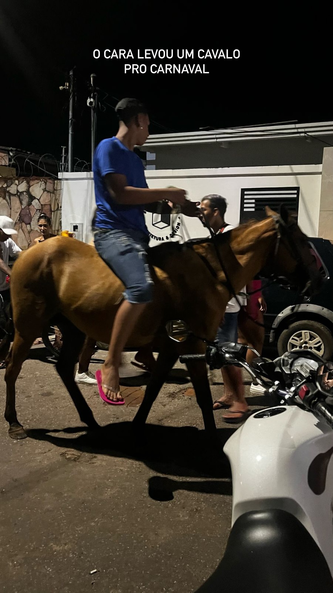 Festa de todos: cavalo marca presença no Carnaval do Tucumã e impressiona foliões