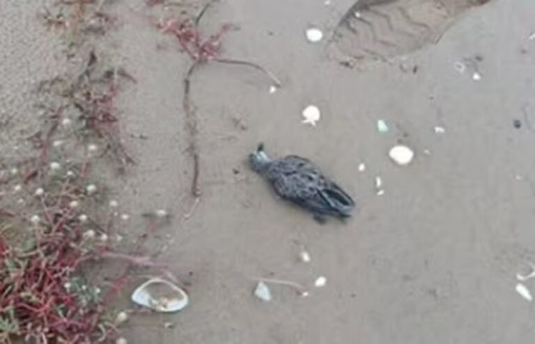 Aves marinhas morrem de forma misteriosa no Maranhão; gripe aviária foi descartada
