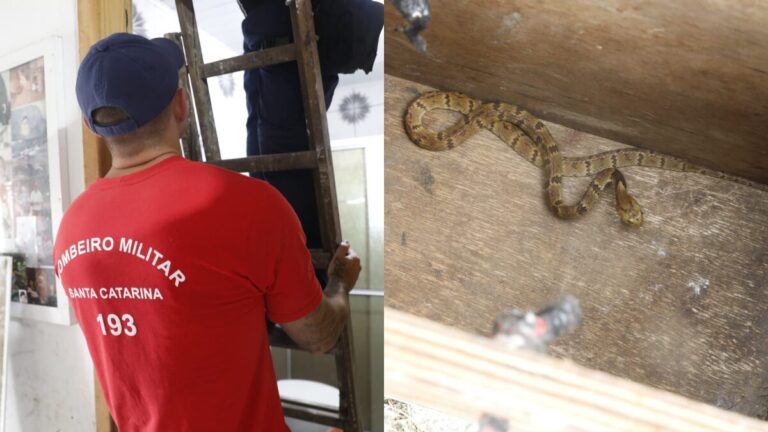 Criança é picada por maior serpente venenosa do sul do Brasil