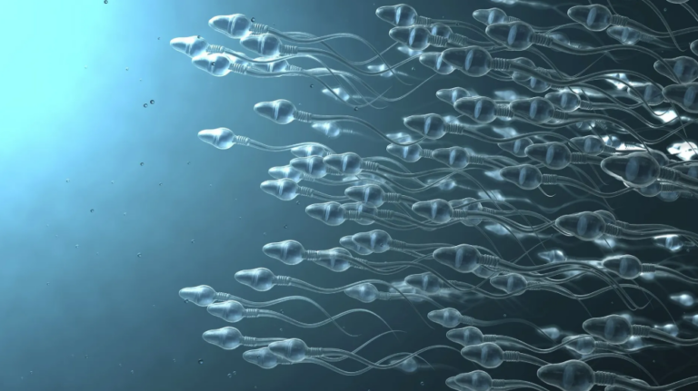 Qualidade do esperma está relacionada à vida mais longa, diz estudo