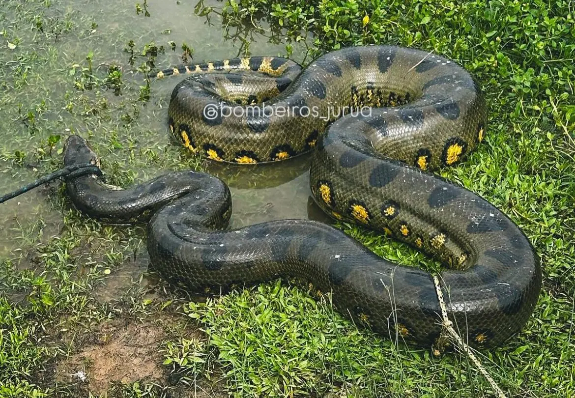 Após tentar devorar marreco, sucuri gigante é capturada em área urbana no interior do Acre