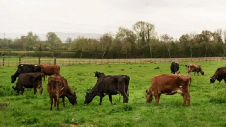 Vaqueiro morre enforcado ao tentar laçar boi; veja o caso