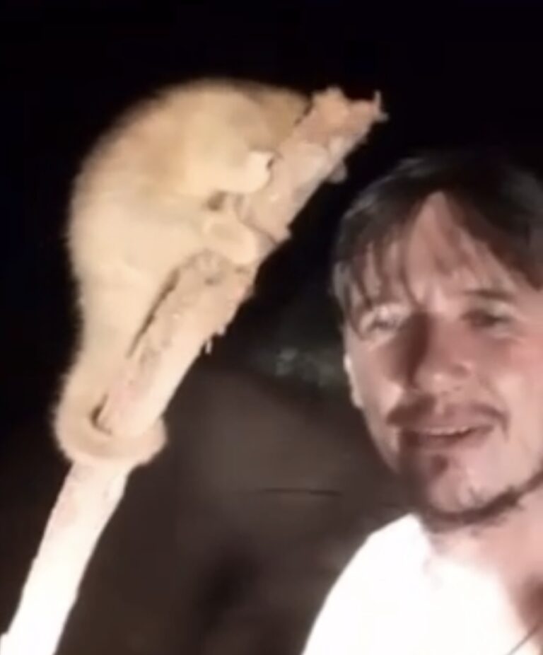 VĂŤDEO: Morador flagra tamanduá raro ‘passeando’ por estrada