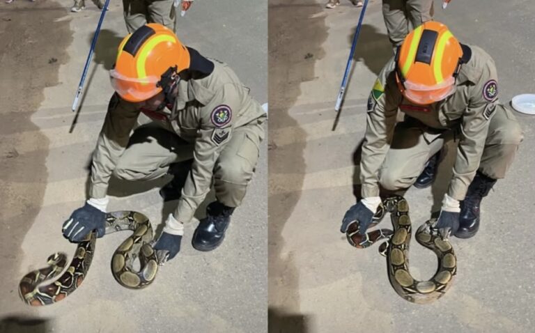 Jiboia de quase dois metros é resgatada pelos Bombeiros em Sena Madureira