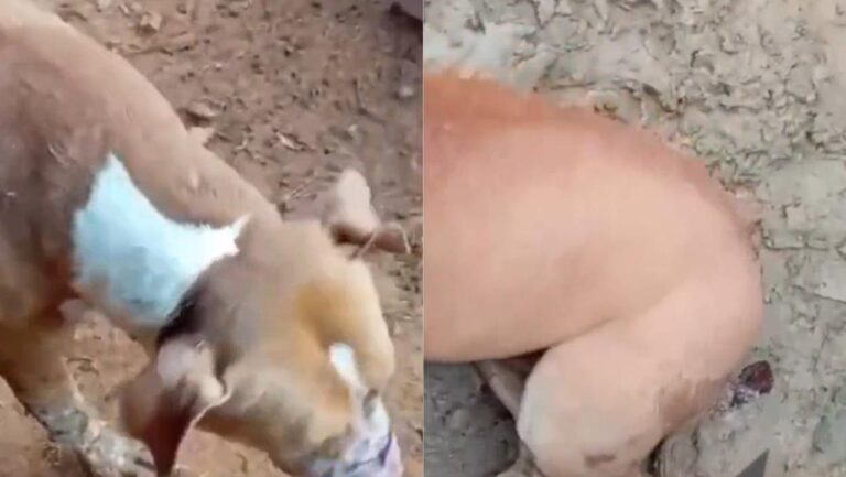 Missionários da JOCUM são acusados de matar cachorro com pedaços de madeira