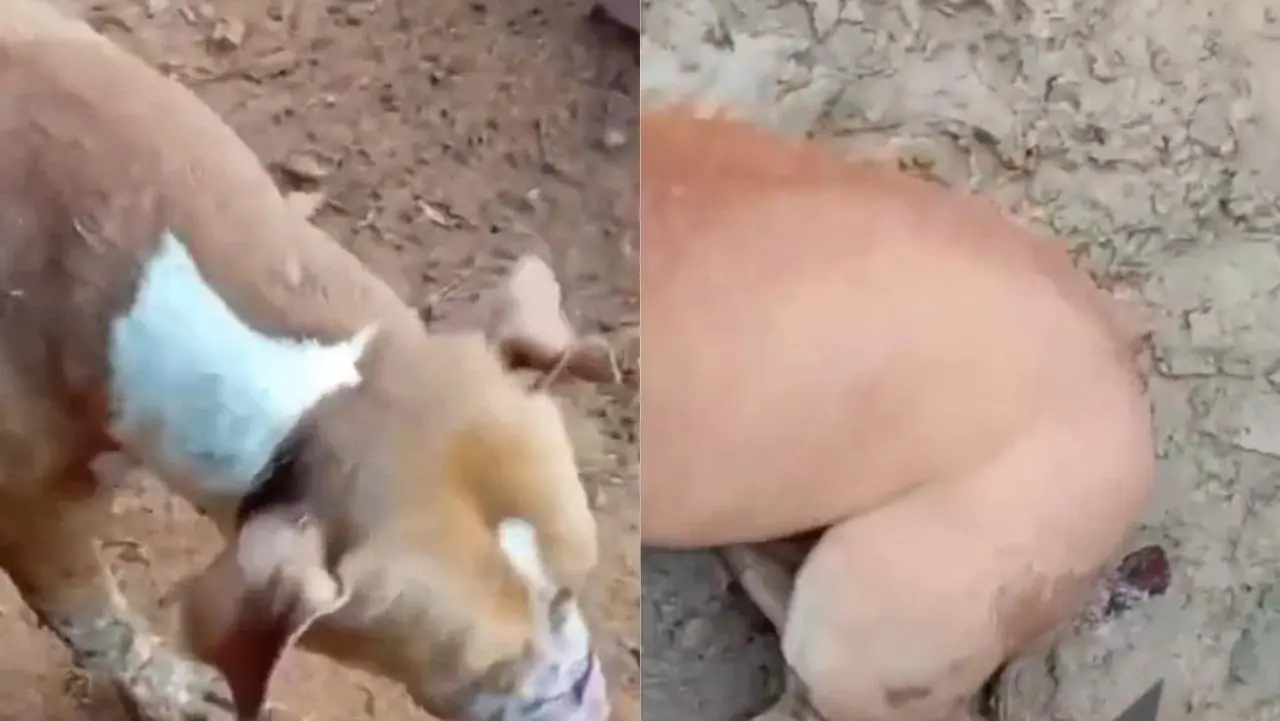 Missionários da JOCUM são acusados de matar cachorro com pedaços de madeira