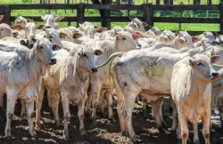 Justiça mantém condenação por furto de quase 50 cabeças de gado no Acre
