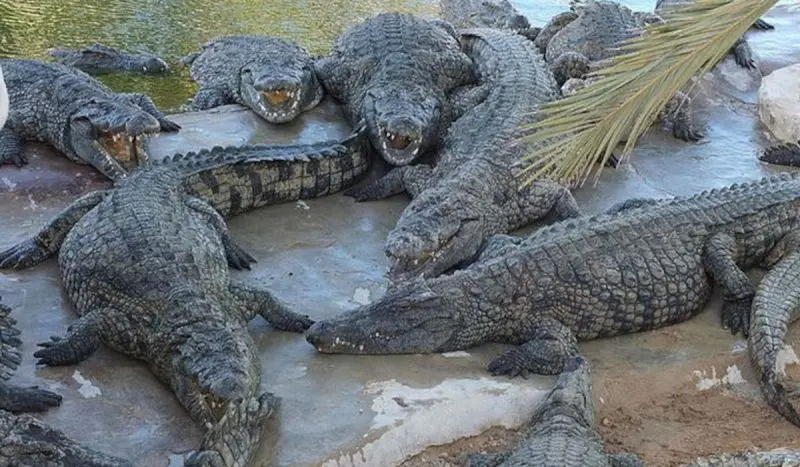 Leilão de Lacoste? China está vendendo cem toneladas de crocodilos vivos por R$ 3,2 milhões