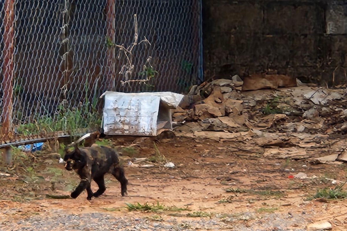 oito-gatos-morrem-em-terreno,-e-comunidade-suspeita-de-envenenamento