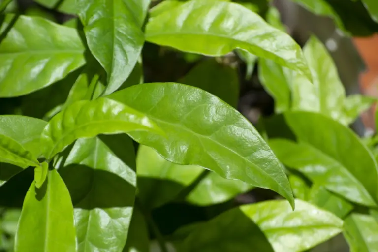 ora-pro-nobis:-entenda-as-diferentes-formas-de-consumir-a-planta