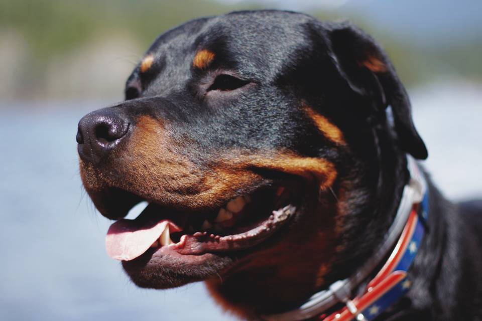 rottweilers-invadem-casas-e-matam-filhotes-de-gatos