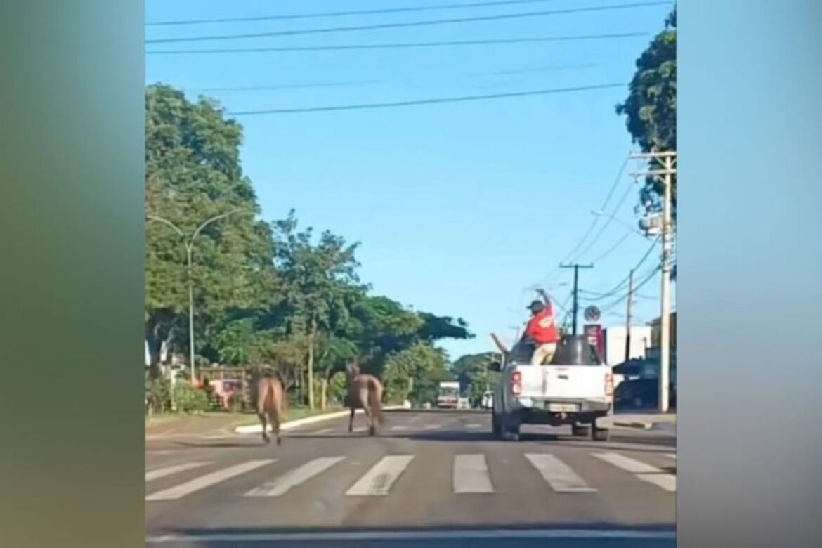 video.-em-caminhonete,-homem-tenta-lacar-cavalo-em-rua-de-campo-grande