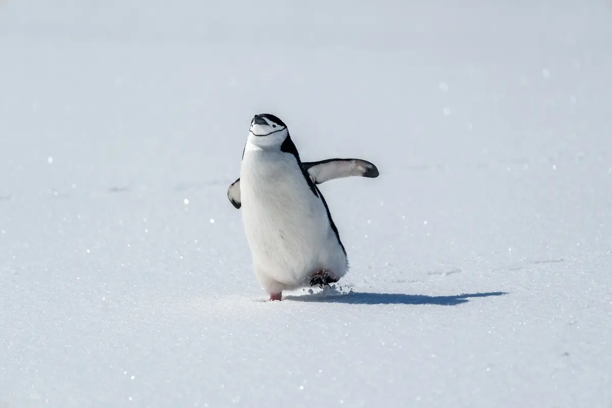 pilhas-de-coco-de-pinguim-podem-ajudar-a-resfriar-a-antartida.-entenda