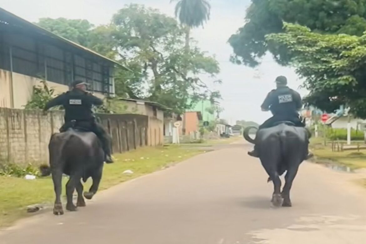 militares-fazem-ronda-ostensiva-montados-em-bufalos.-video