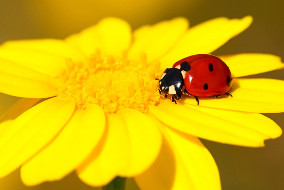 confira-7-curiosidades-incriveis-sobre-as-joaninhas