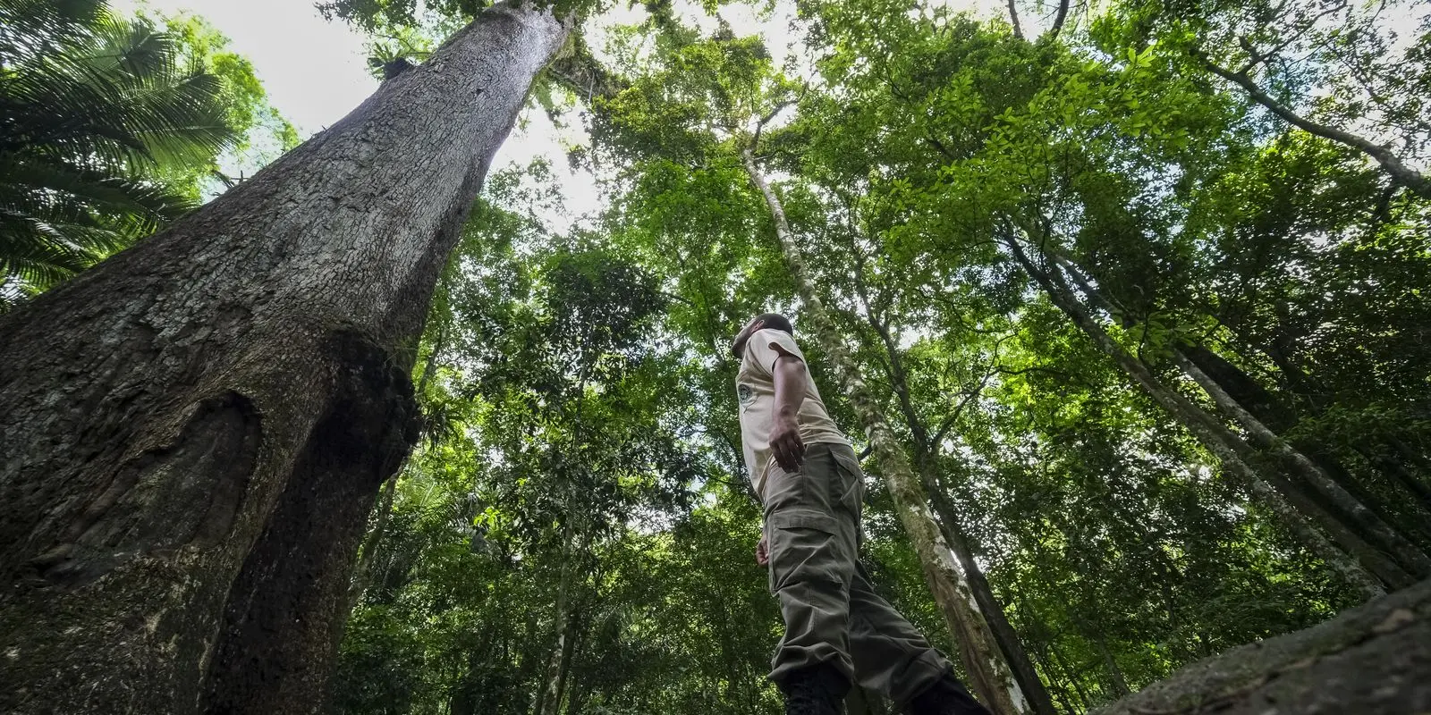 Caminhos da Reportagem mostra resgate de frutas da Mata Atlântica